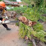 Tim SAR Brimob Bone Tebang Pohon Lapuk Yang Bahayakan Warga,Aksi terpuji untuk keselamatan Bersama