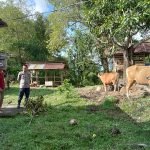 Bhabinkamtibmas Polsek Sinjai Timur Sosialisasi Penyakit Mulut dan Kuku di Desa Binaan