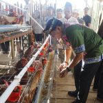 Gubernur Panen Perdana Ayam Petelur, Perkuat Ketahanan Pangan dan Gizi Masyarakat