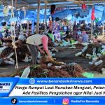 Harga Rumput Laut Nunukan Menguat, Petani Harap Ada Fasilitas Pengolahan agar Nilai Jual Naik